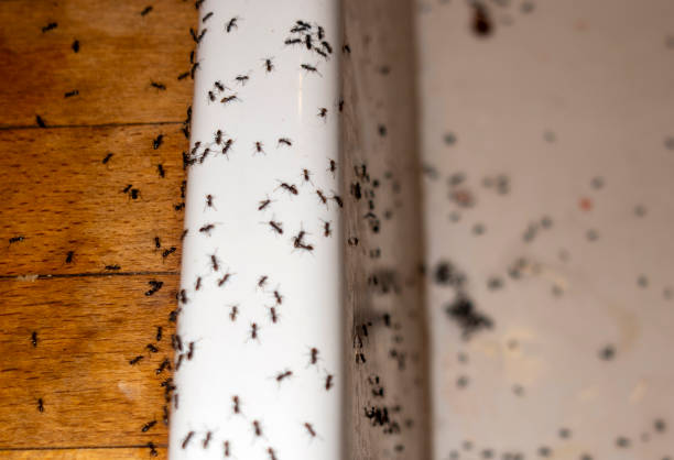 Best Termite Control Services  in Neodesha, KS